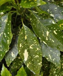 Garden Goods Direct Shrubs Gold Dust Aucuba