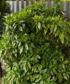 Garden Goods Direct Shrubs Gold Dust Aucuba