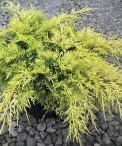 Garden Goods Direct Gold Lace Juniper Shrubs
