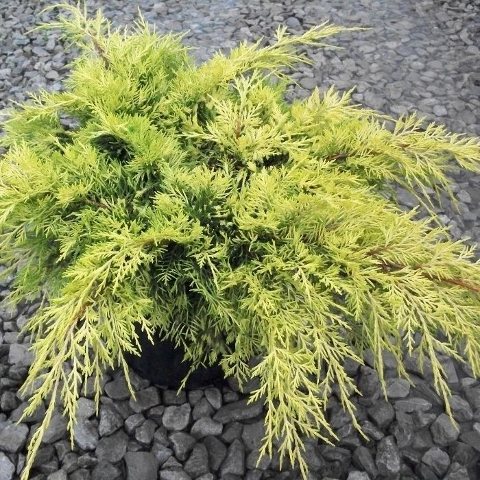 Garden Goods Direct Gold Lace Juniper Shrubs 2 Garden Goods Direct Gold Lace Juniper Shrubs
