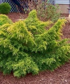 Garden Goods Direct Gold Lace Juniper Shrubs 7 Garden Goods Direct Gold Lace Juniper Shrubs