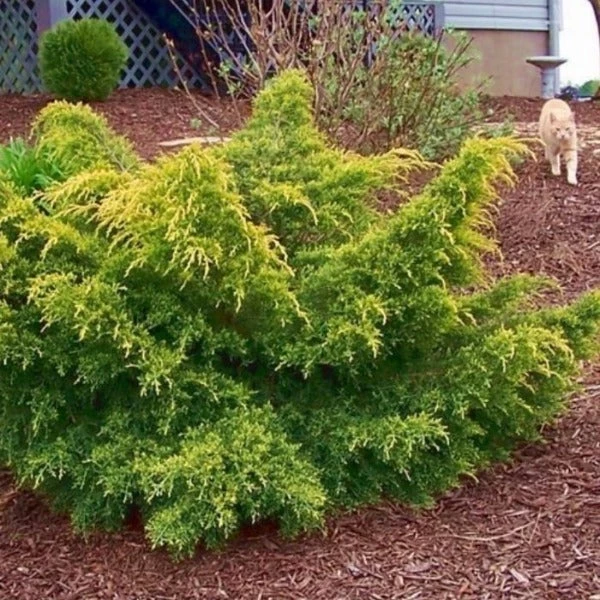 Garden Goods Direct Gold Lace Juniper Shrubs 4 Garden Goods Direct Gold Lace Juniper Shrubs