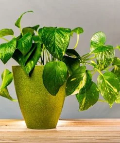 Garden Goods Direct Golden Pothos House Plants