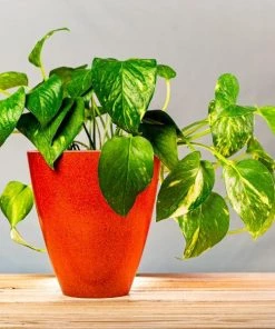 Garden Goods Direct Golden Pothos House Plants