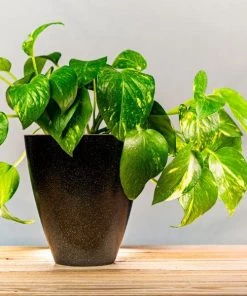 Garden Goods Direct Golden Pothos House Plants
