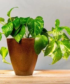 Garden Goods Direct Golden Pothos House Plants