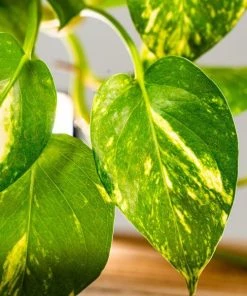 Garden Goods Direct Golden Pothos House Plants