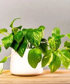 Garden Goods Direct Golden Pothos House Plants