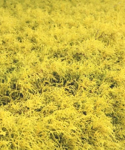 Garden Goods Direct Shrubs Gold Thread Cypress