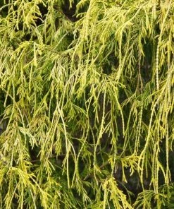 Garden Goods Direct Shrubs Gold Thread Cypress