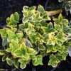 Garden Goods Direct Shrubs Golden Euonymus