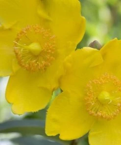 Garden Goods Direct Shrubs Hypericum Hidcote