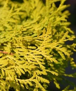 Garden Goods Direct Golden Globe Arborvitae Shrubs