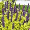 Garden Goods Direct Agastache Golden Jubilee