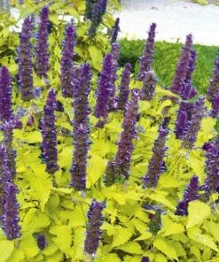 Garden Goods Direct Agastache Golden Jubilee