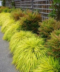 Garden Goods Direct Golden Japanese Forest Grass Perennials