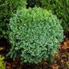 Garden Goods Direct Shrubs Green Ice Boxwood