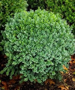 Garden Goods Direct Shrubs Green Ice Boxwood