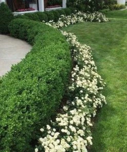 Garden Goods Direct Shrubs Green Ice Boxwood