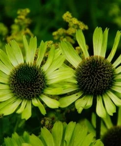 Garden Goods Direct Echinacea Green Jewel Perennials