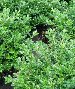 Garden Goods Direct Shrubs Green Luster Holly