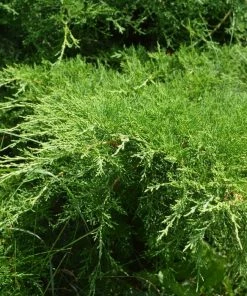 Garden Goods Direct Grey Owl Juniper Shrubs