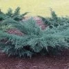 Garden Goods Direct Grey Owl Juniper Shrubs