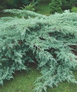 Garden Goods Direct Grey Owl Juniper Shrubs