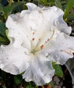 Garden Goods Direct Shrubs Gumpo White Azalea