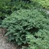 Garden Goods Direct Shrubs Helleri Holly