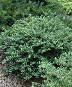 Garden Goods Direct Shrubs Helleri Holly