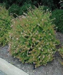 Garden Goods Direct Shrubs Rose Creek Abelia