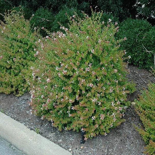 Garden Goods Direct Shrubs Rose Creek Abelia 2 Garden Goods Direct Shrubs Rose Creek Abelia