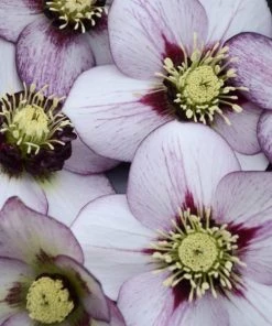 Garden Goods Direct Helleborus French Kiss 7 Garden Goods Direct Helleborus French Kiss