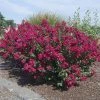Garden Goods Direct Princess Kylie Crape Myrtle