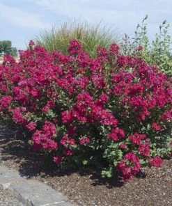 Garden Goods Direct Princess Kylie Crape Myrtle