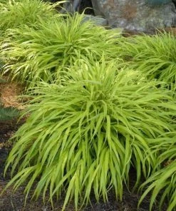 Garden Goods Direct All-Gold Japanese Forest Grass Perennials
