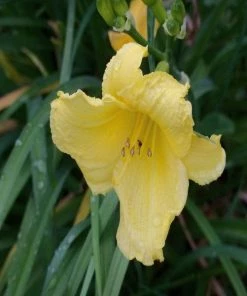 Garden Goods Direct Happy Returns Daylily Perennials
