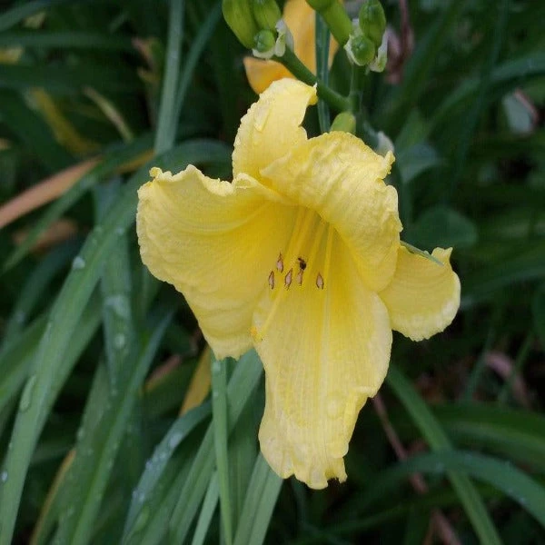 Garden Goods Direct Happy Returns Daylily Perennials 2 Garden Goods Direct Happy Returns Daylily Perennials