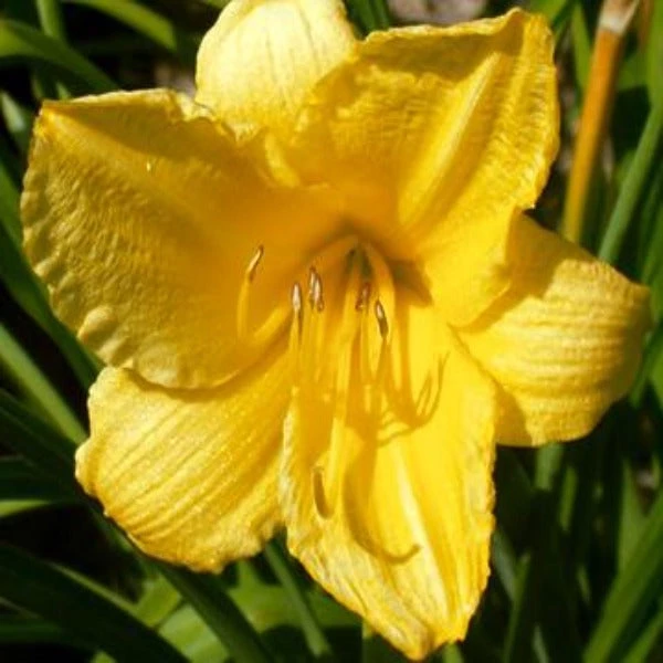 Garden Goods Direct Happy Returns Daylily Perennials 1 Garden Goods Direct Happy Returns Daylily Perennials