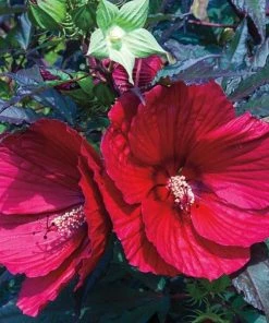 Garden Goods Direct Hibiscus Midnight Marvel Perennials
