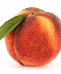 Garden Goods Direct Trees Harvester Peach Tree