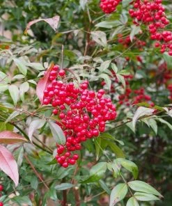 Garden Goods Direct Shrubs Heavenly Bamboo 9 Garden Goods Direct Shrubs Heavenly Bamboo