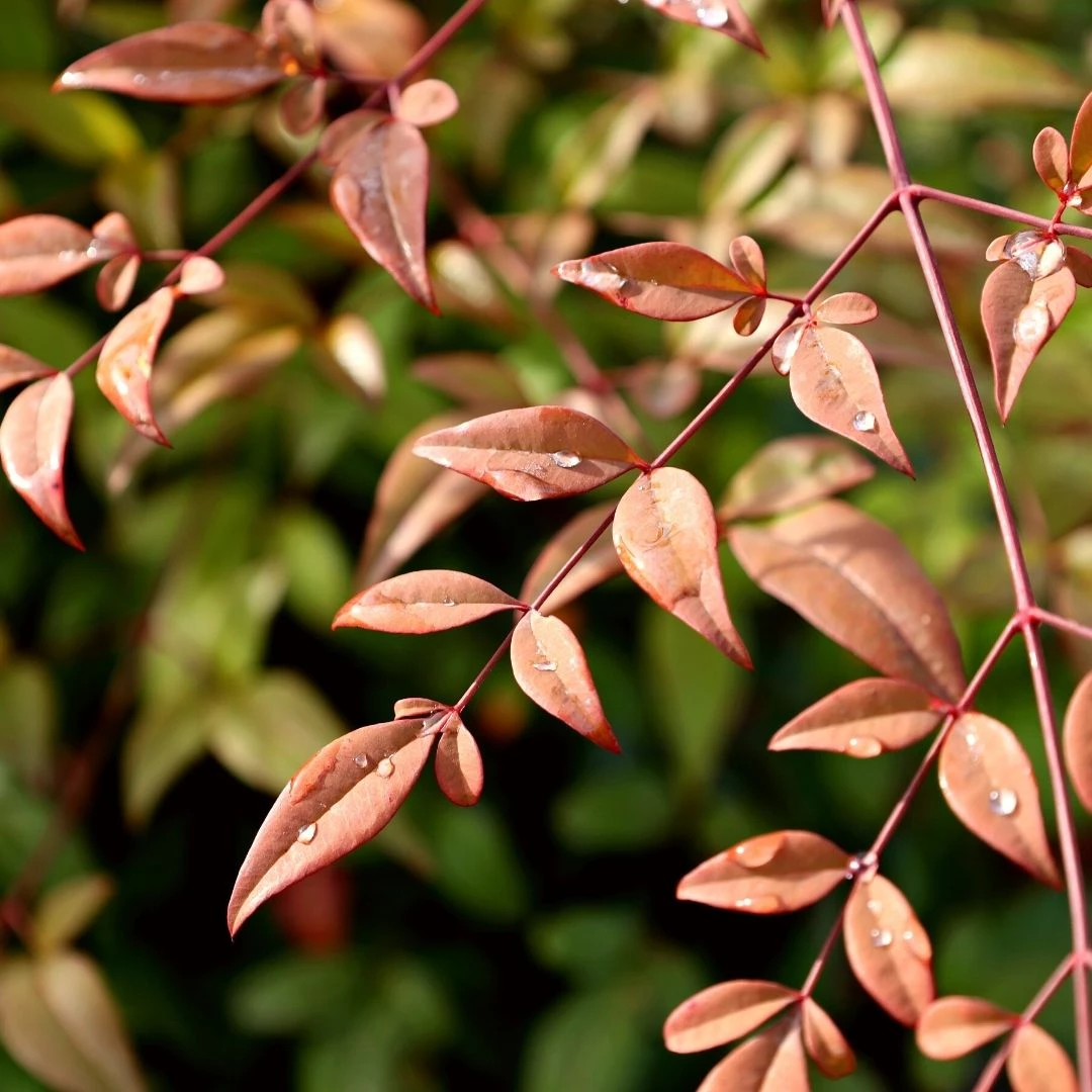 Garden Goods Direct Shrubs Heavenly Bamboo 1 Garden Goods Direct Shrubs Heavenly Bamboo