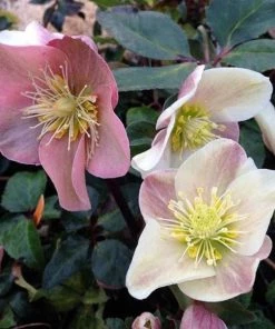Garden Goods Direct Perennials Helleborus Cinnamon Snow 8 Garden Goods Direct Perennials Helleborus Cinnamon Snow