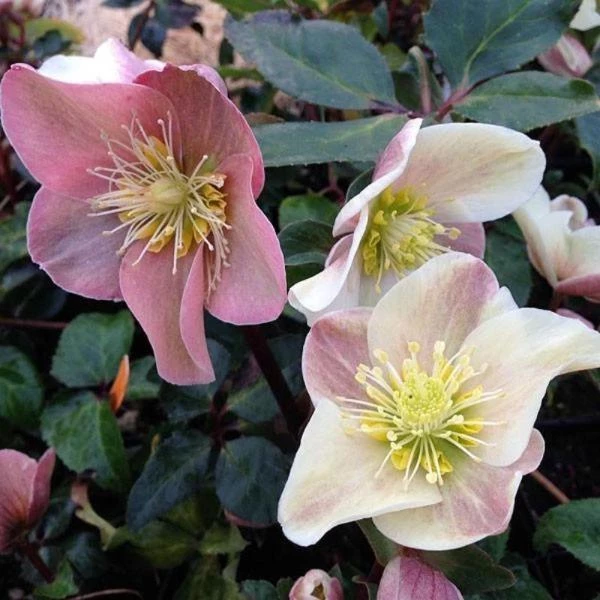 Garden Goods Direct Perennials Helleborus Cinnamon Snow 4 Garden Goods Direct Perennials Helleborus Cinnamon Snow