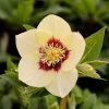 Garden Goods Direct Helleborus Spanish Flare