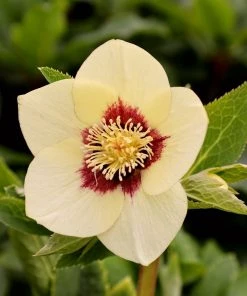 Garden Goods Direct Helleborus Spanish Flare