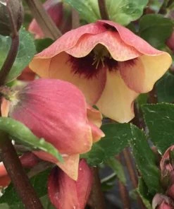 Garden Goods Direct Helleborus Sandy Shores Perennials