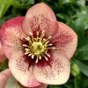 Garden Goods Direct Helleborus Sandy Shores Perennials